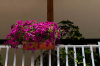 Banana House - Nea Vrasna - Rooms to Let